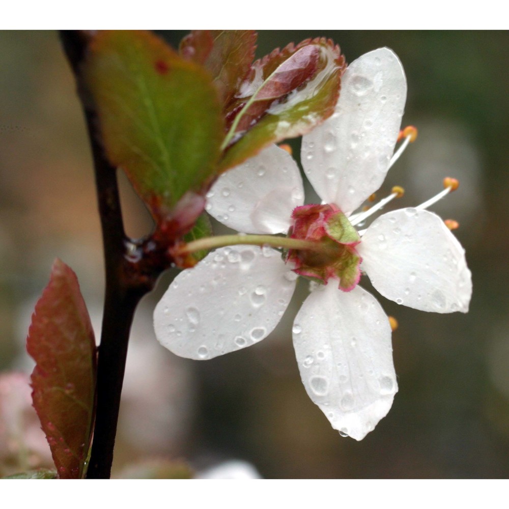 prunus cerasifera ehrh.