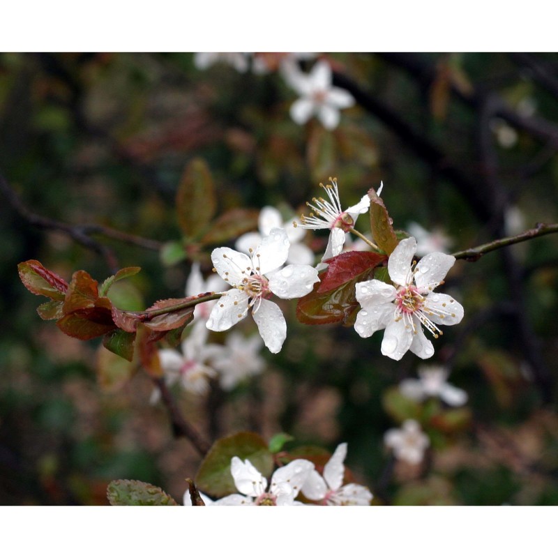 prunus cerasifera ehrh.