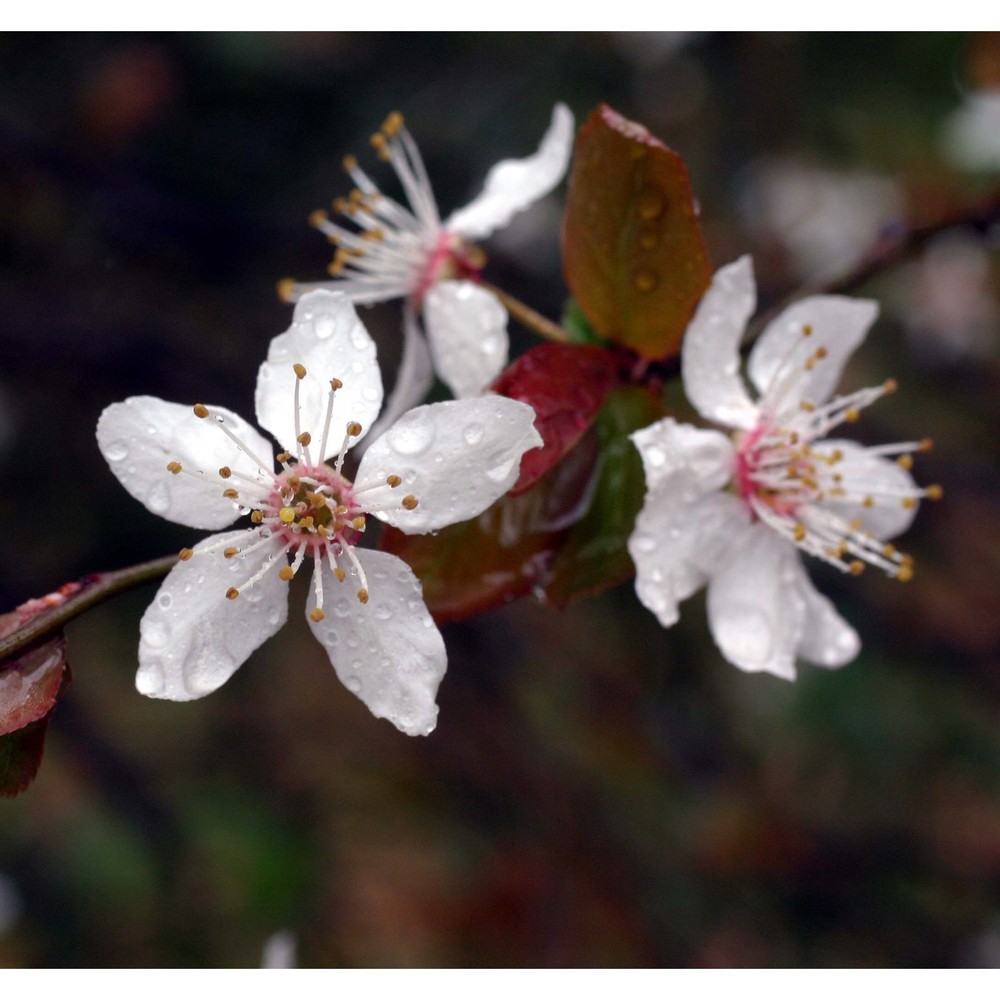 prunus cerasifera ehrh.