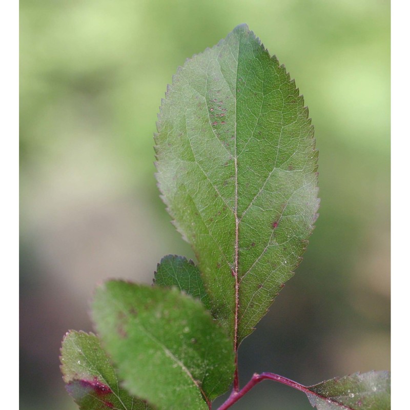 prunus cerasifera ehrh.