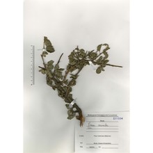 prunus cocomilia ten.