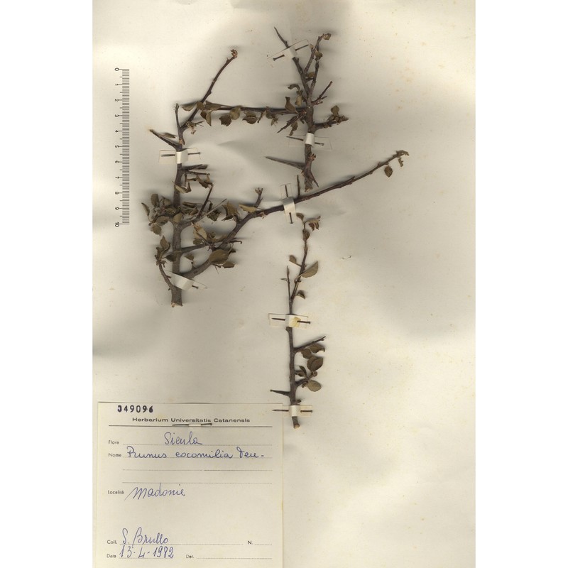 prunus cocomilia ten.