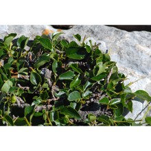 prunus cupaniana guss. ex nyman