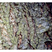 prunus dulcis (mill.) d. a. webb