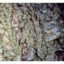 prunus dulcis (mill.) d. a. webb