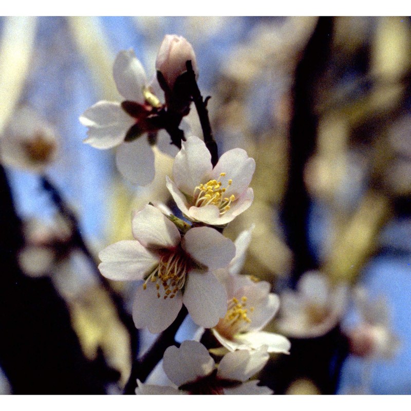 prunus dulcis (mill.) d. a. webb