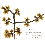 prunus dulcis (mill.) d. a. webb