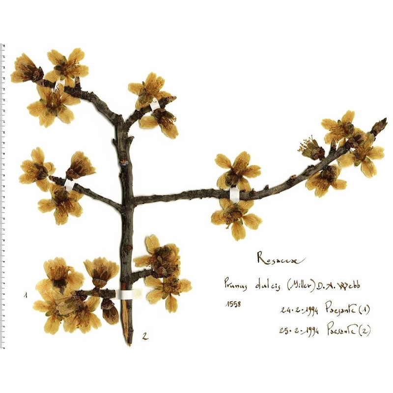 prunus dulcis (mill.) d. a. webb