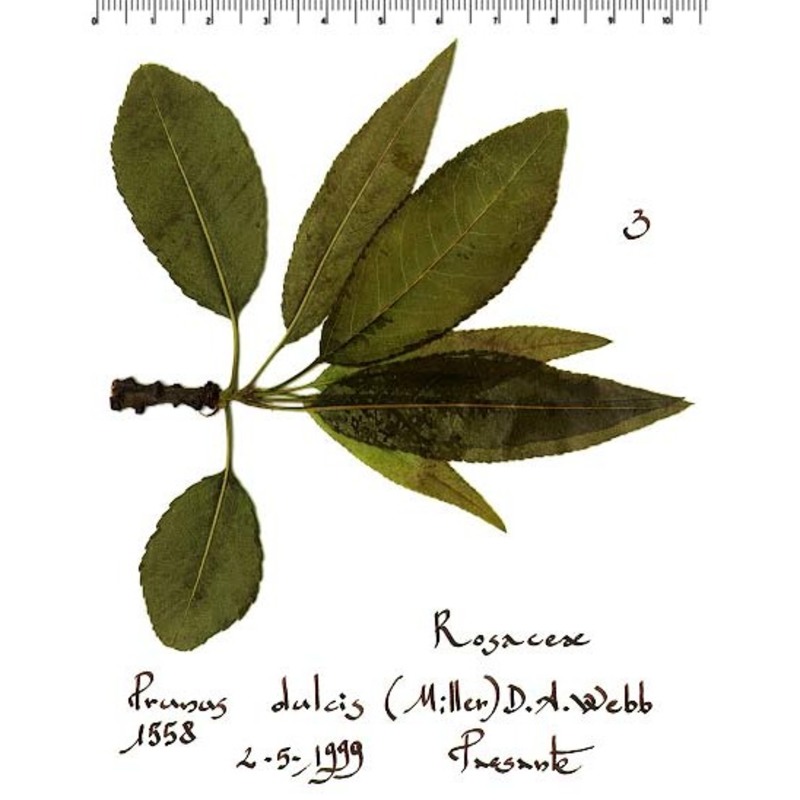 prunus dulcis (mill.) d. a. webb