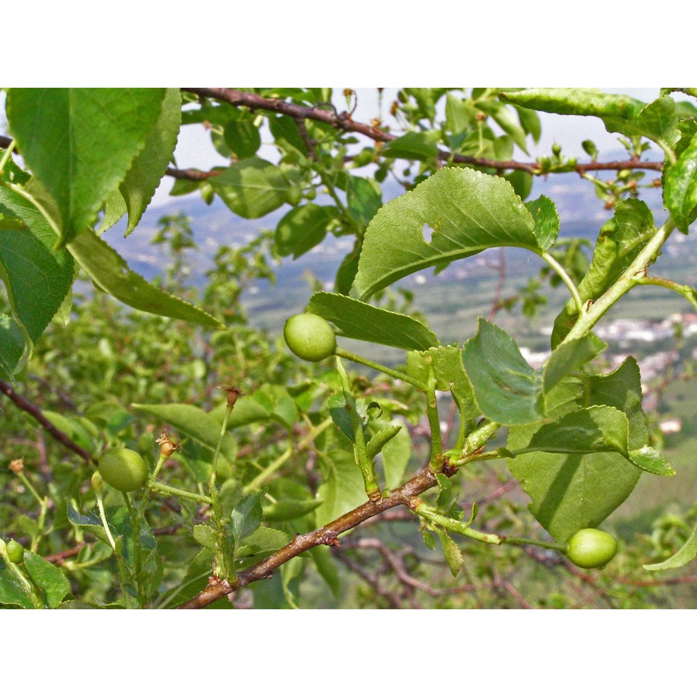 prunus fruticosa pall.