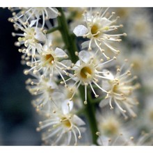 prunus laurocerasus l.