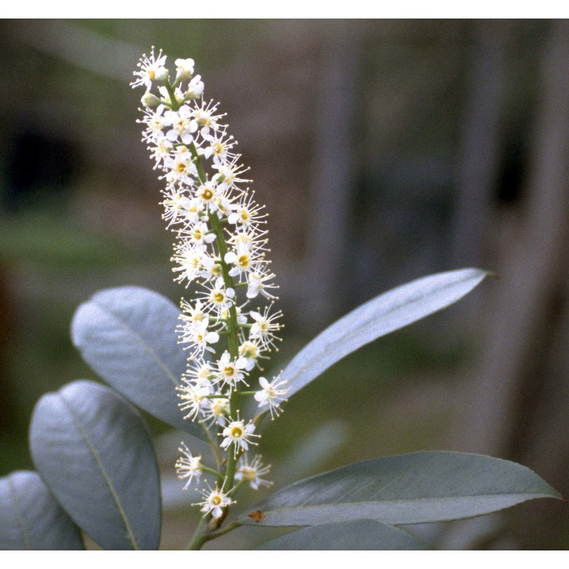 prunus laurocerasus l.