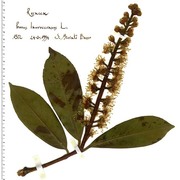 prunus laurocerasus l.