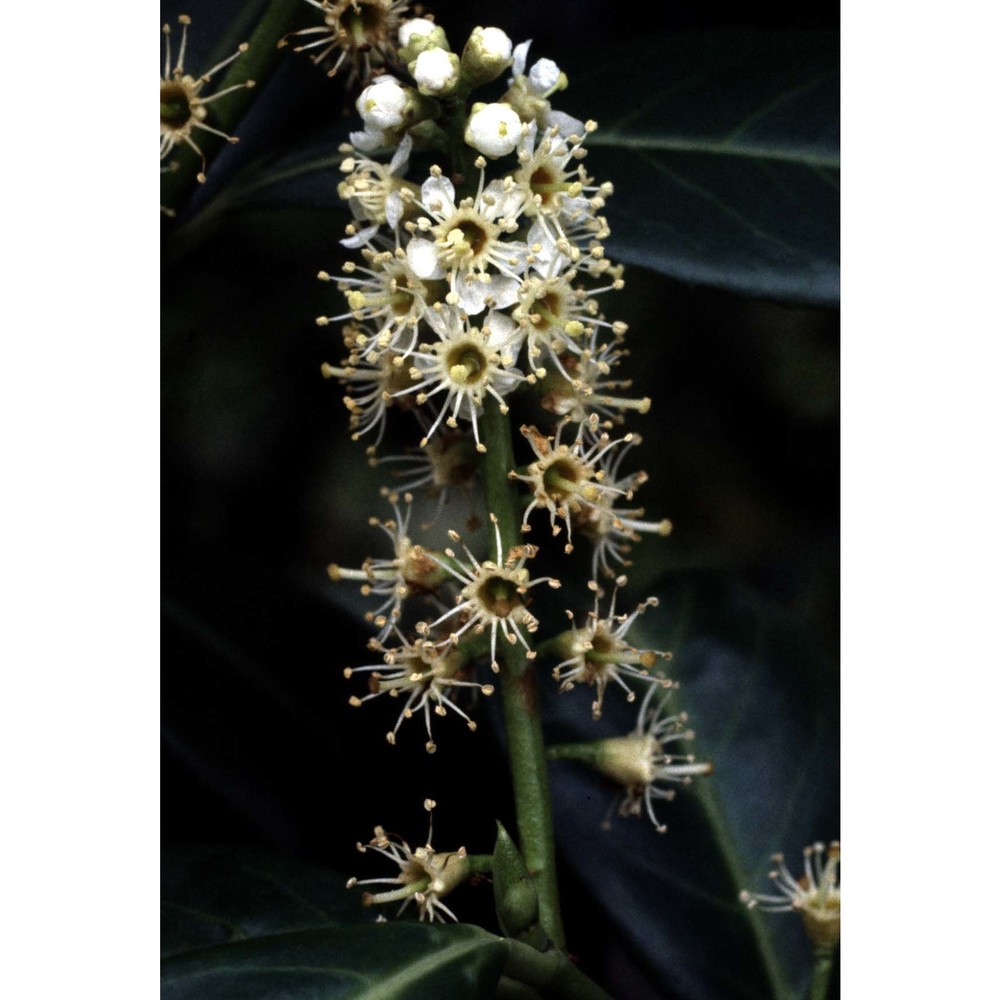 prunus laurocerasus l.