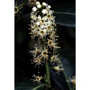 prunus laurocerasus l.