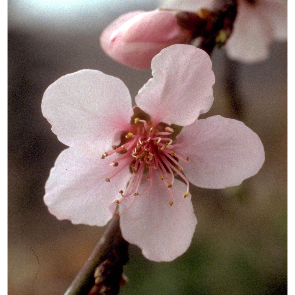 prunus persica (l.) batsch