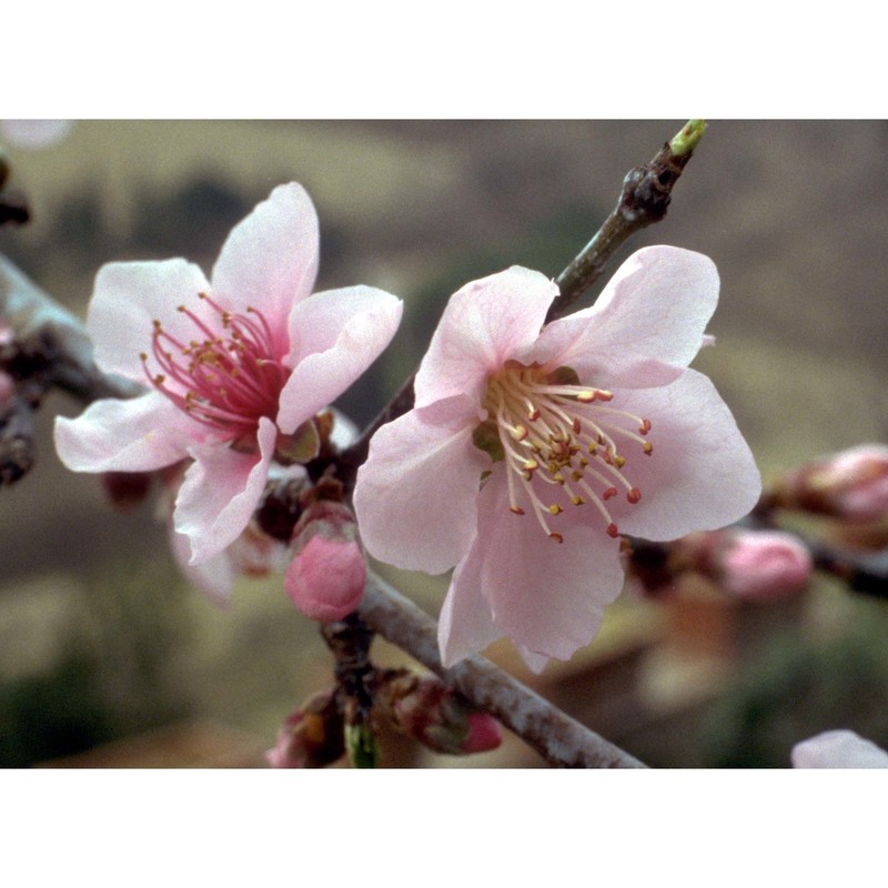 prunus persica (l.) batsch