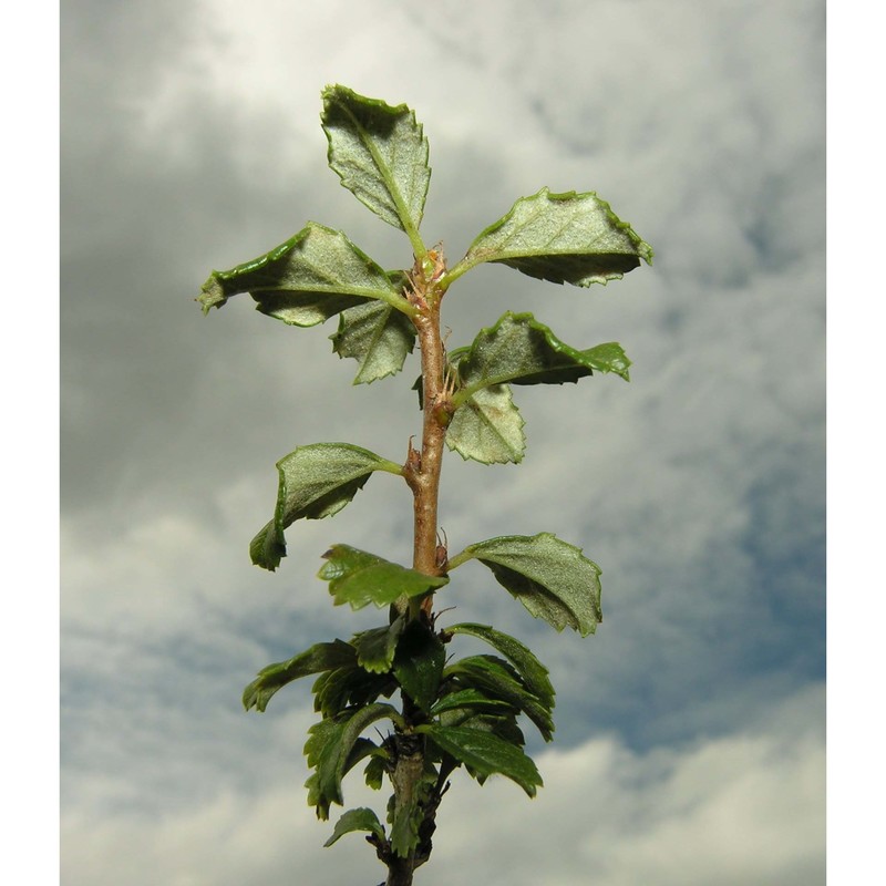 prunus prostrata labill.