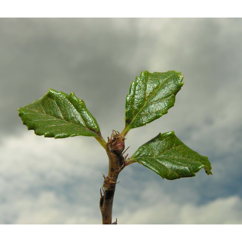 prunus prostrata labill.