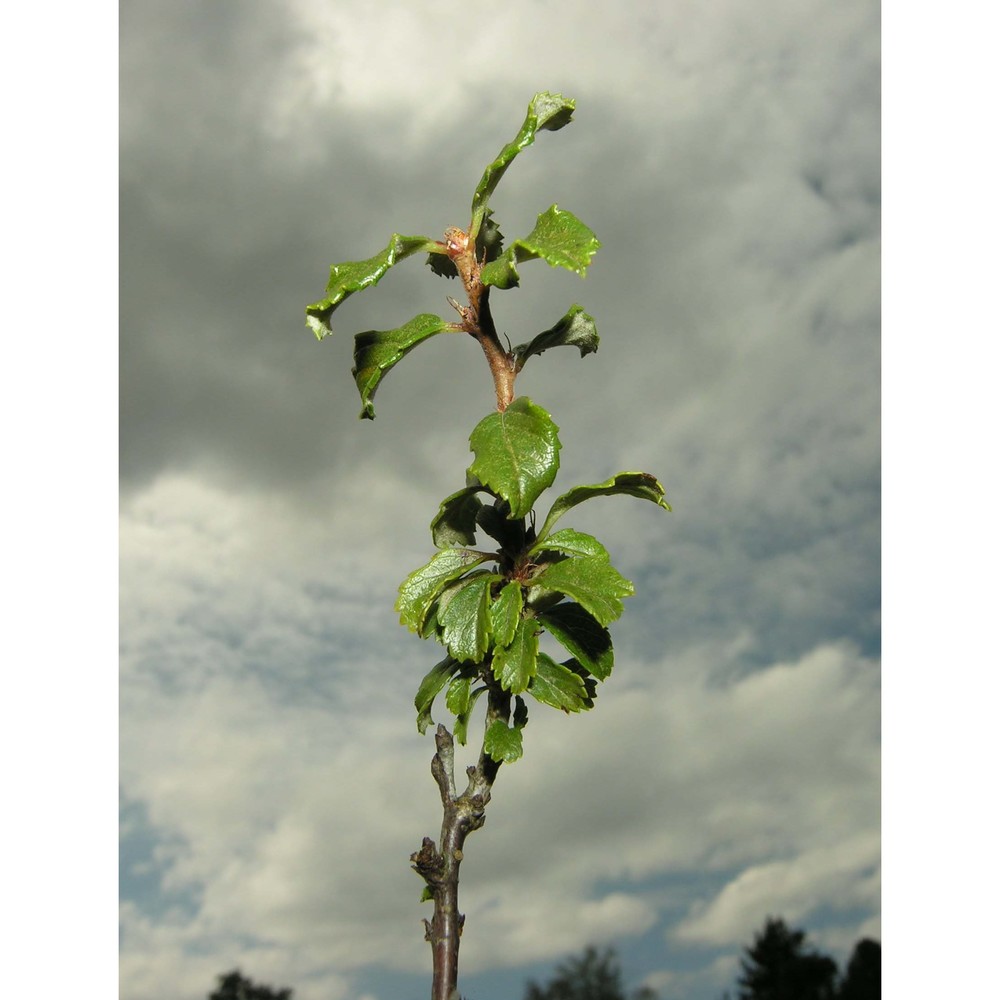 prunus prostrata labill.