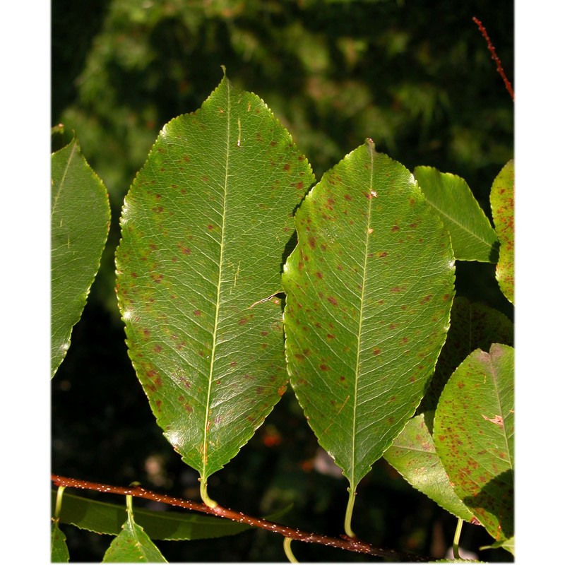 prunus serotina ehrh.