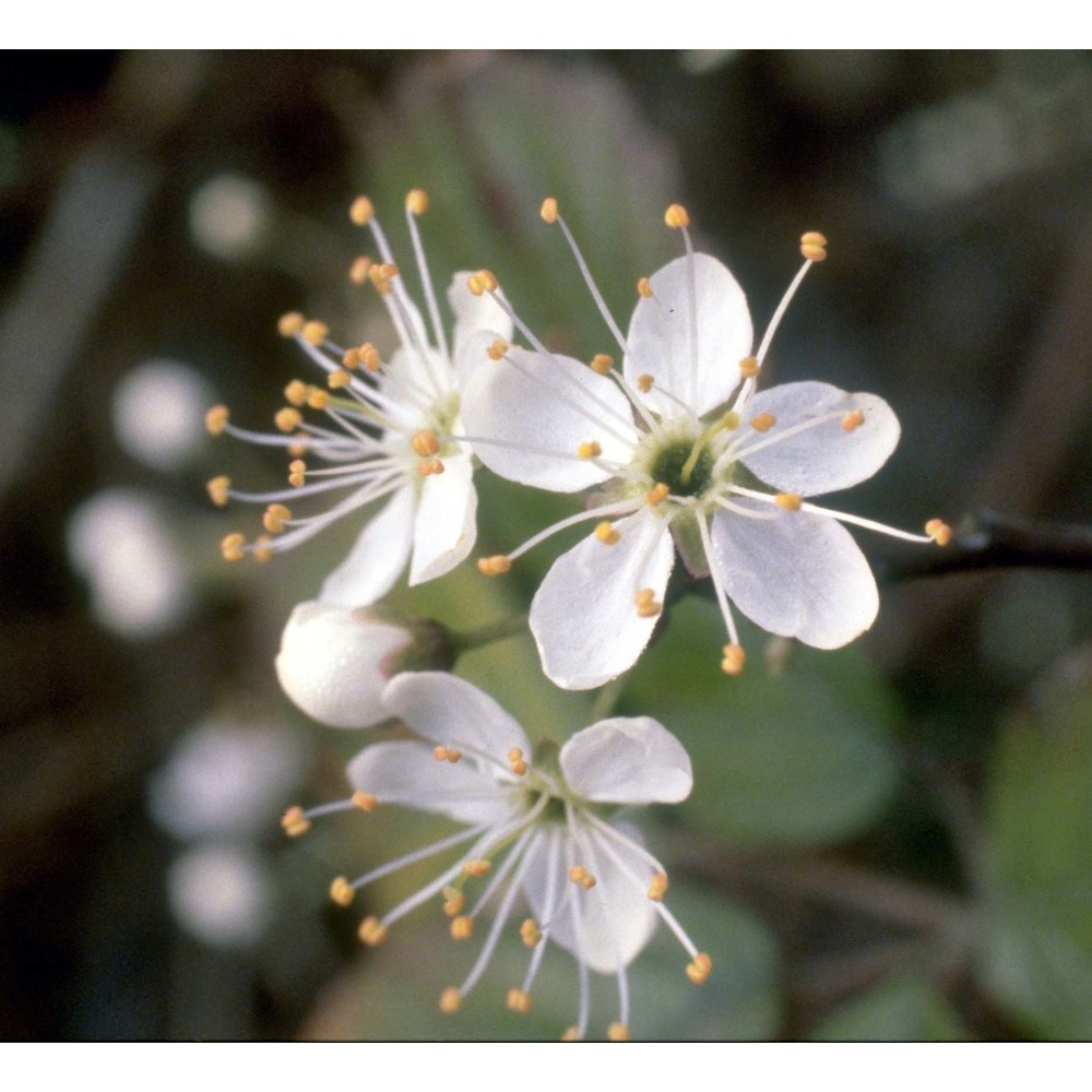 prunus spinosa l.