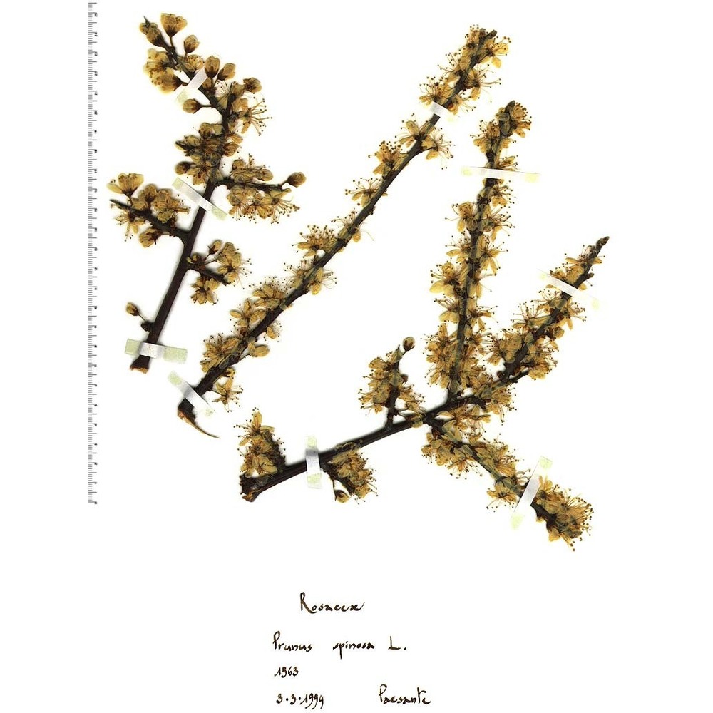 prunus spinosa l.