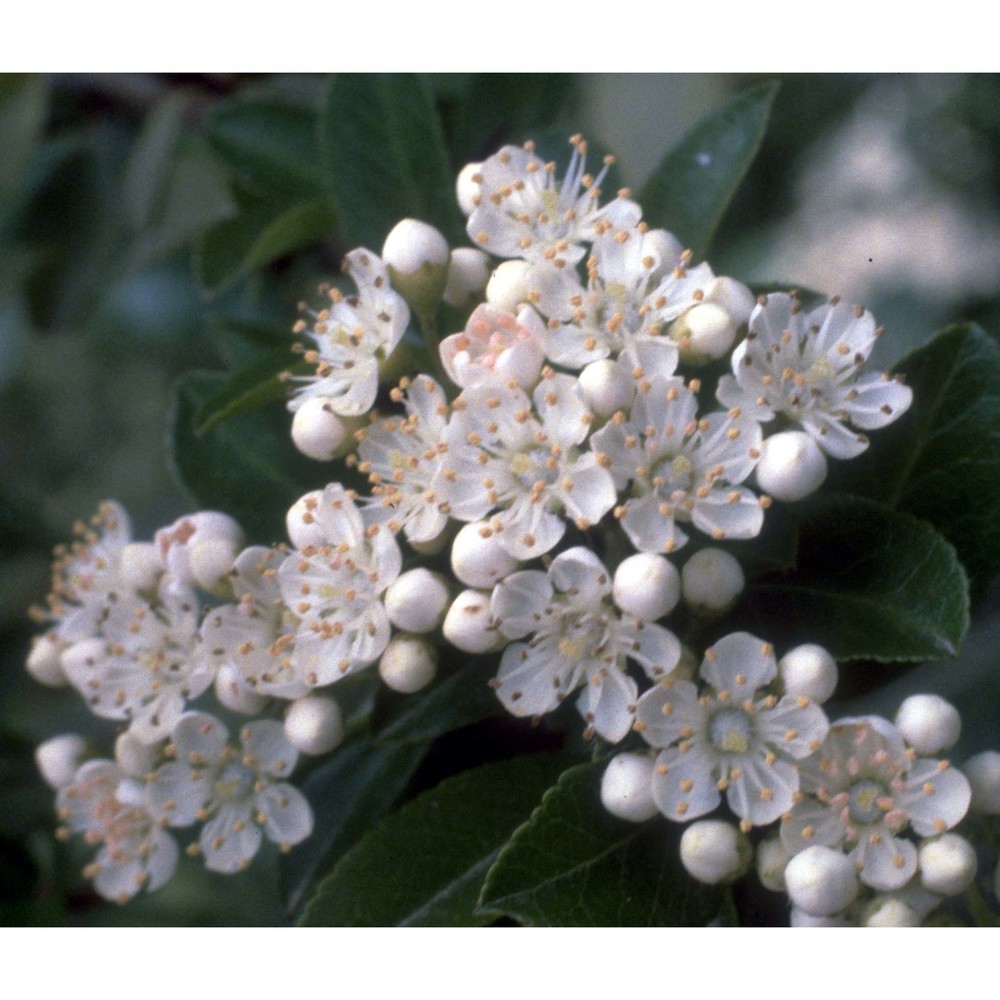 pyracantha coccinea m. roem.