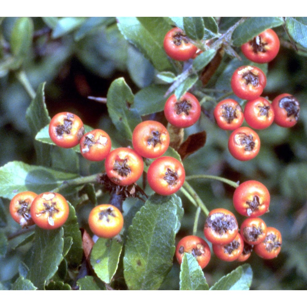 pyracantha coccinea m. roem.