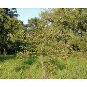 pyrus cordata desv.