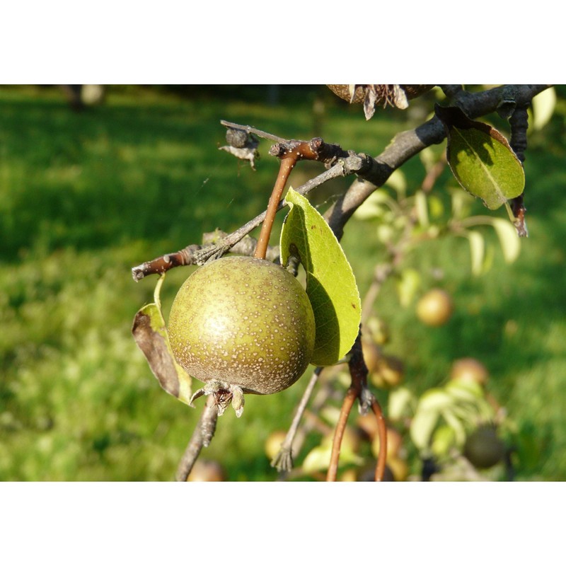 pyrus cordata desv.