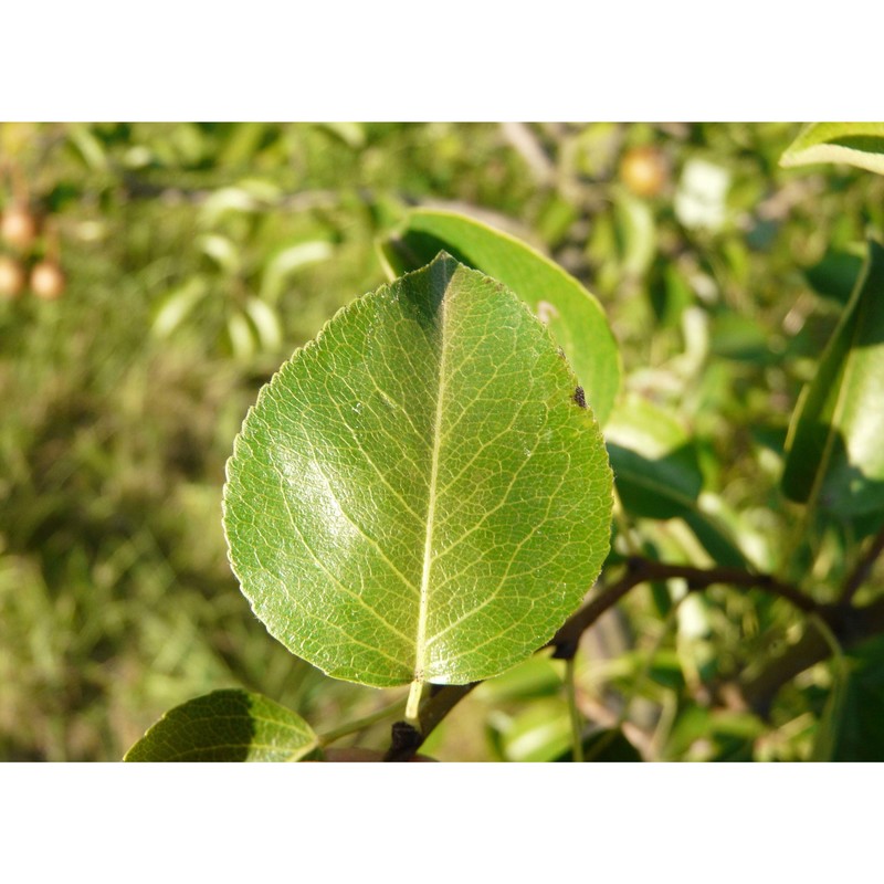 pyrus cordata desv.