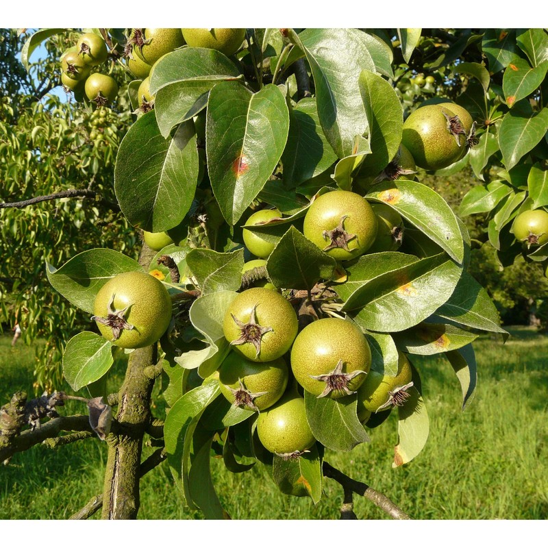 pyrus nivalis jacq.