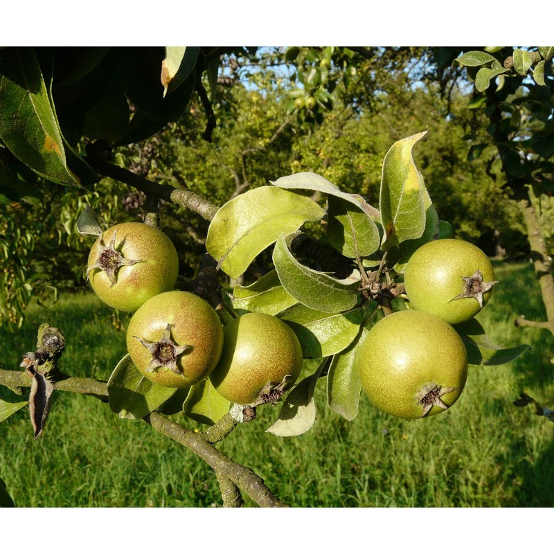 pyrus nivalis jacq.