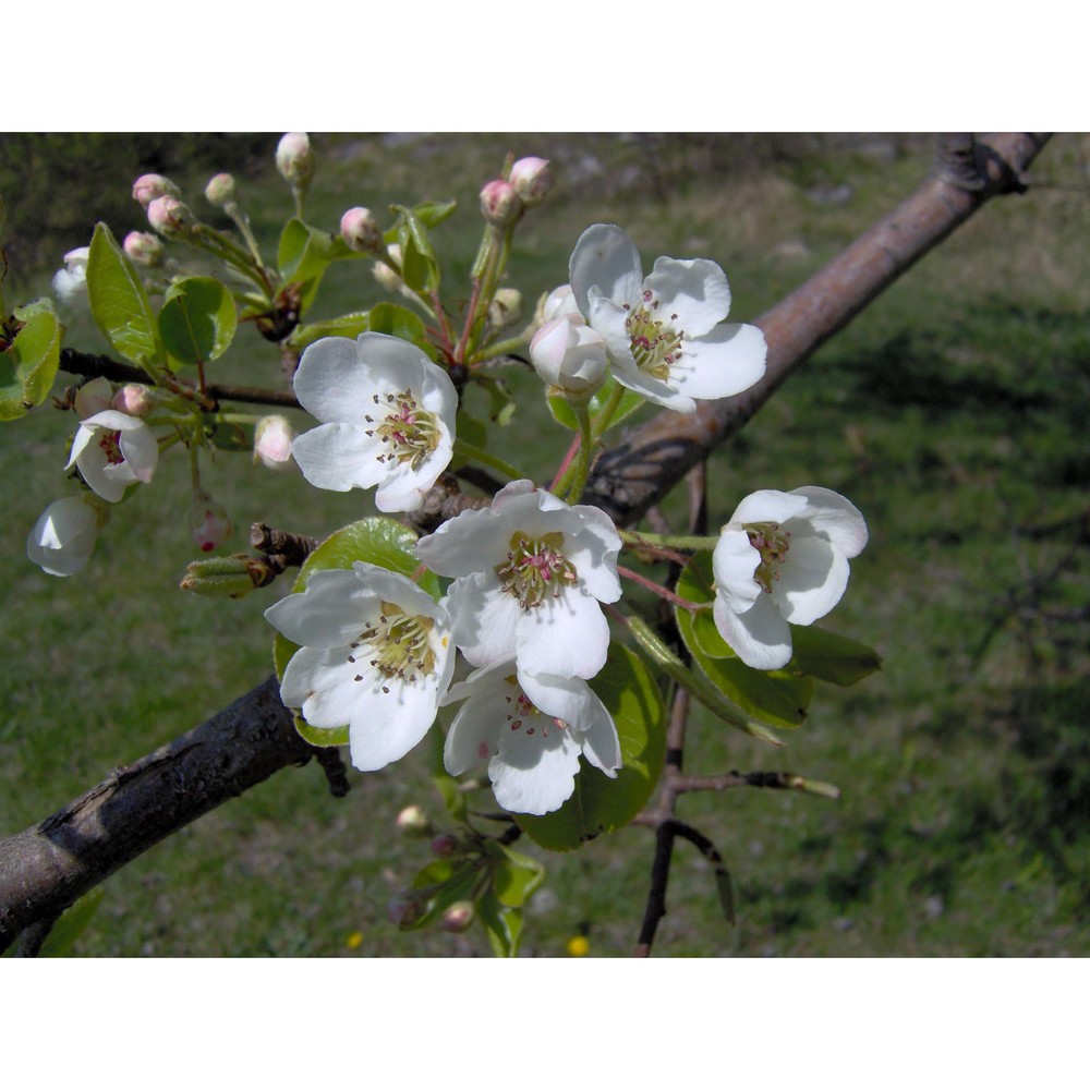 pyrus pyraster burgsd.