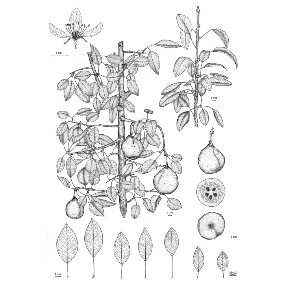 pyrus sicanorum raimondo, schicchi et p. marino