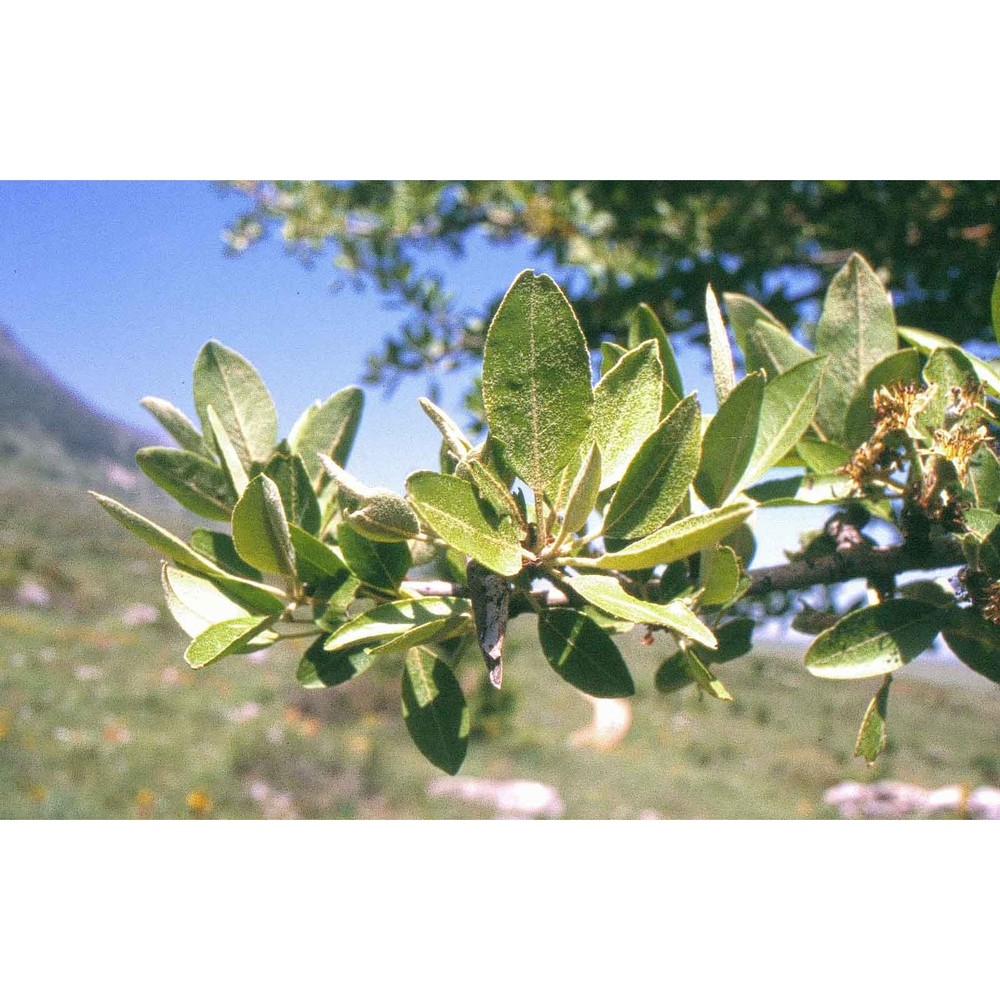pyrus spinosa forssk.