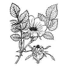 rosa abietina gren. ex h. christ