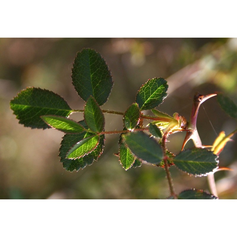 rosa agrestis savi