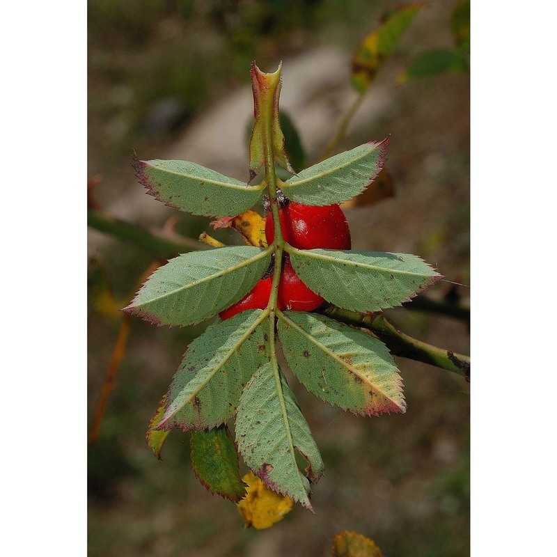 rosa andegavensis bastard