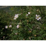 rosa arvensis huds.