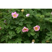 rosa balsamica besser