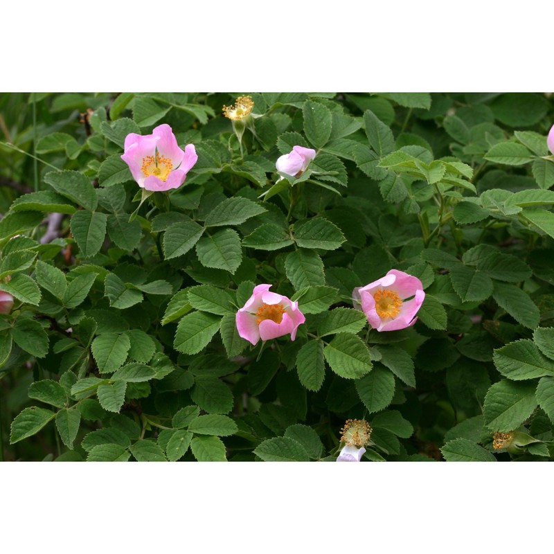 rosa balsamica besser