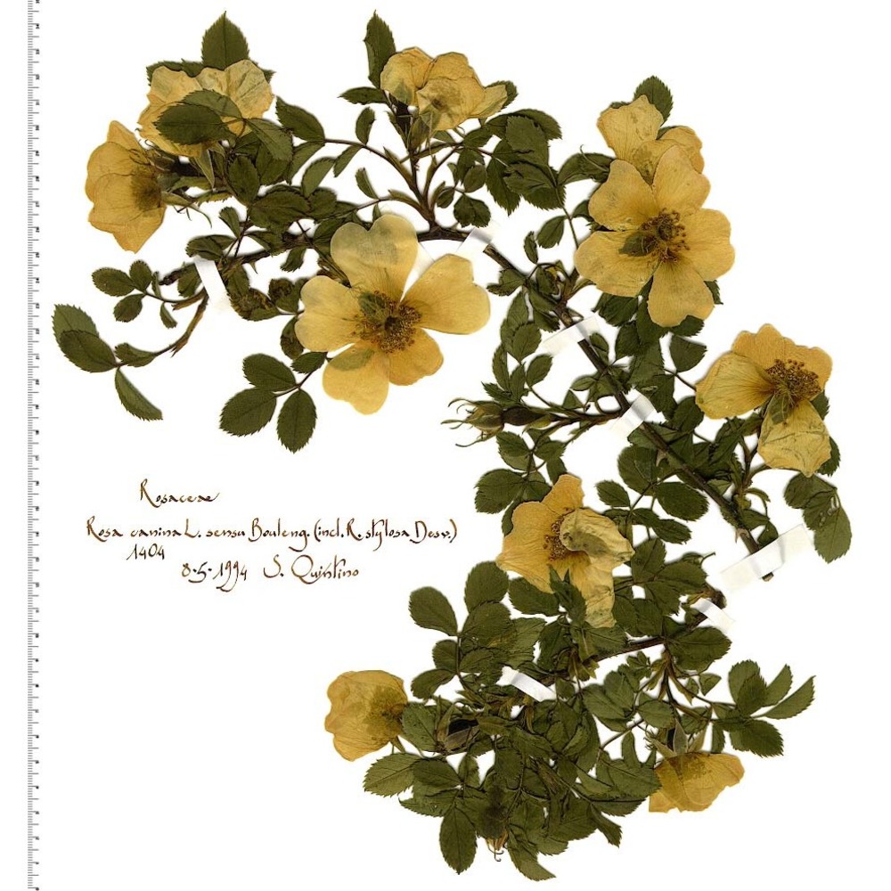 rosa canina l.