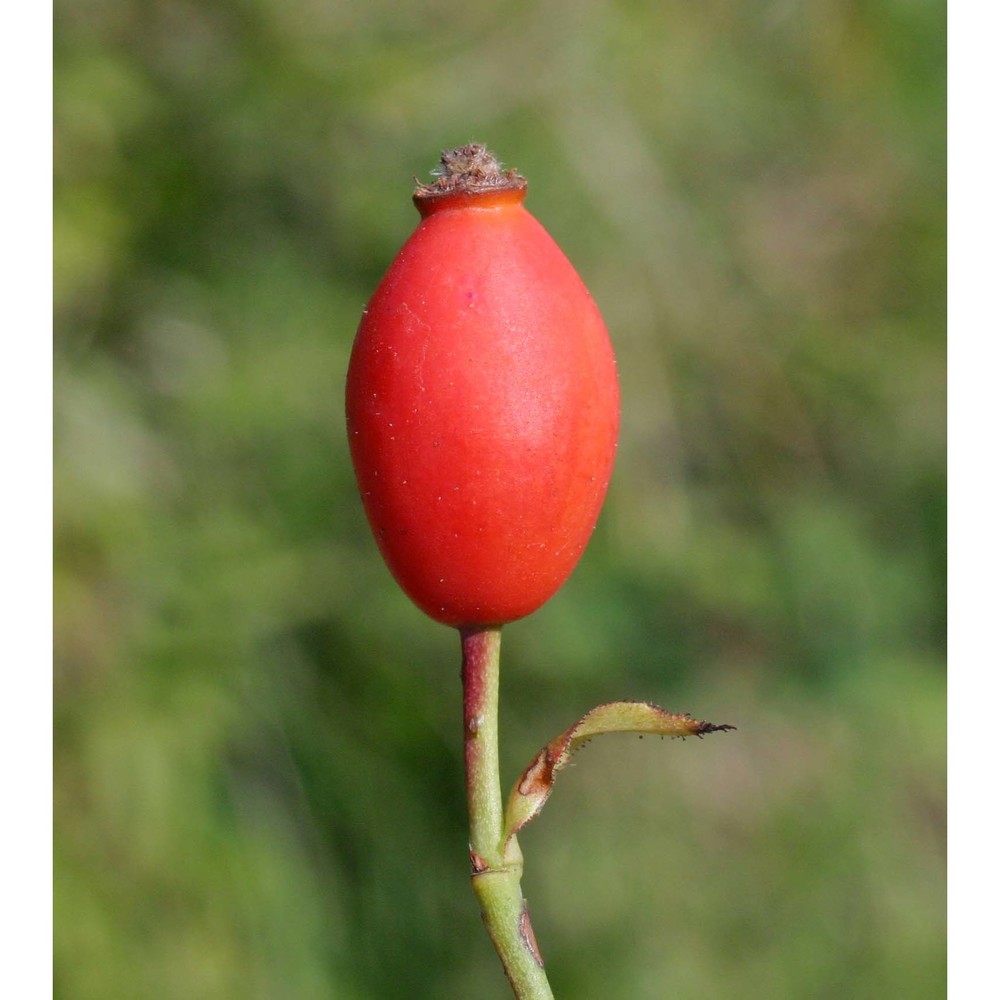 rosa canina