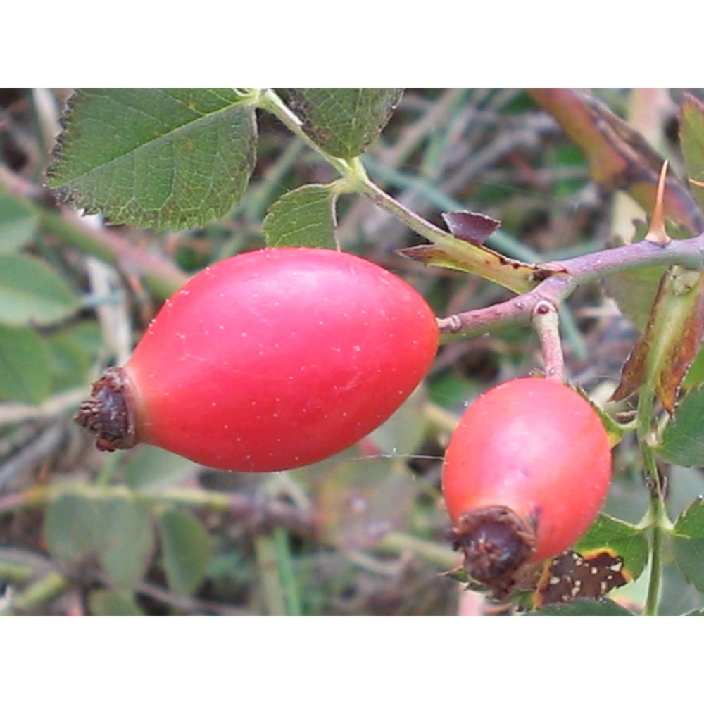 rosa canina