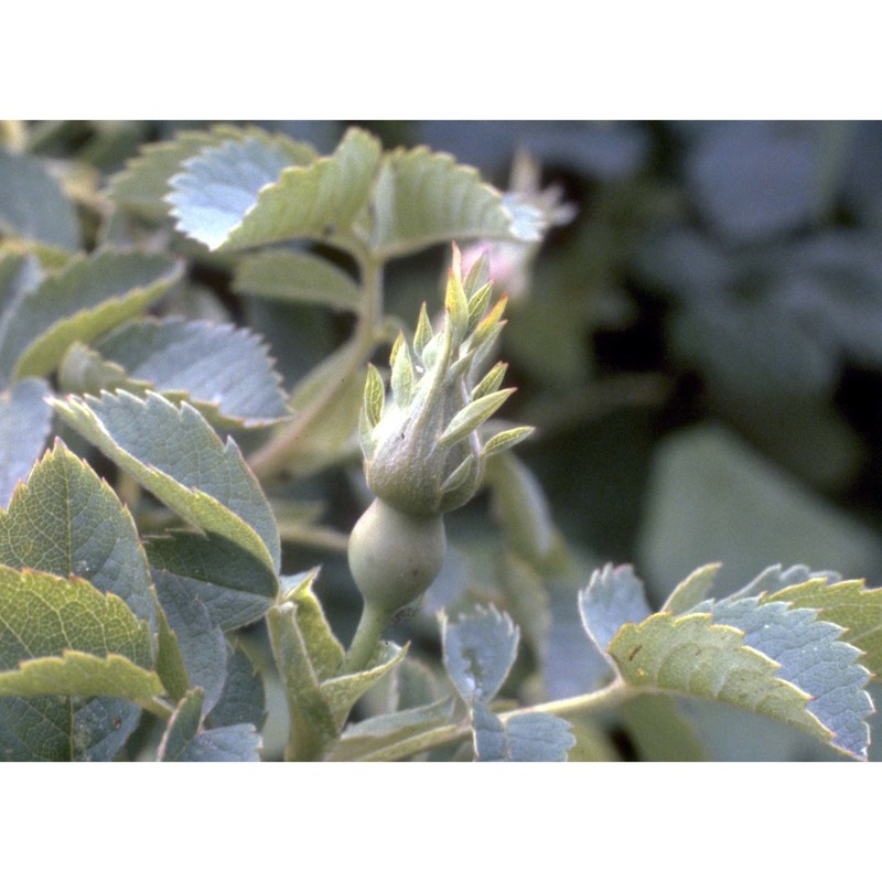 rosa corymbifera borkh.