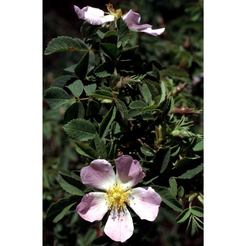 rosa corymbifera borkh.