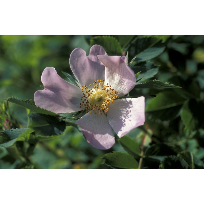 rosa dumalis bechst.