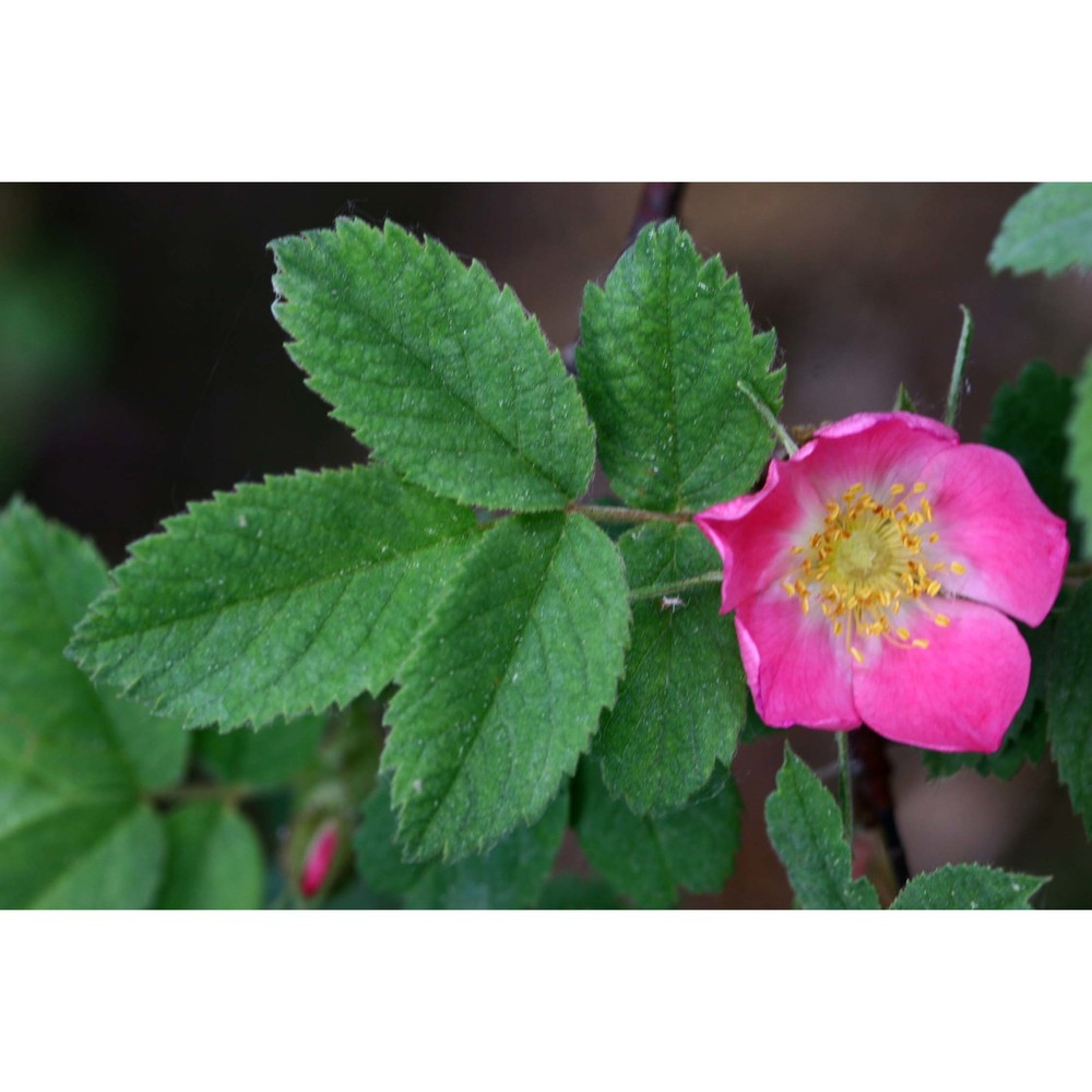 rosa dumalis bechst.